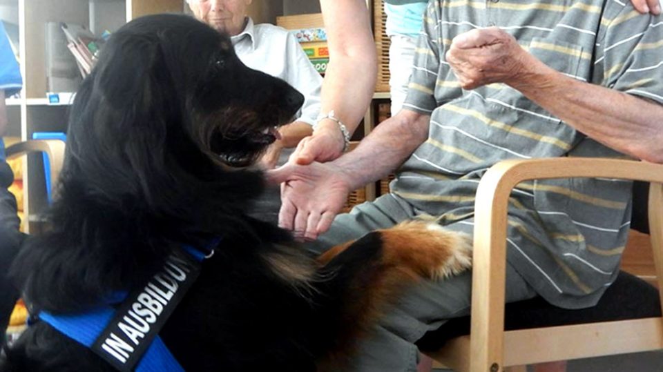 Leinenlos Hundetraining - Besuchshunde bei Senioren